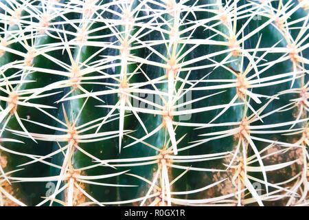 Big Green cactus succulentes avec de longues aiguilles plates libre, peut être utilisé comme arrière-plan ou de texture Banque D'Images