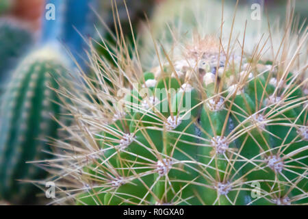 Différents types de cactus poussant dans un pots plastique exposée en magasin de jardinage Banque D'Images