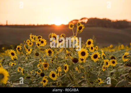 Coucher de soleil sur un champ de tournesols, Val d'Orcia en Toscane Italie Europe EU Banque D'Images