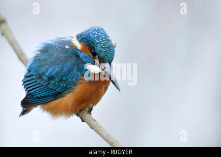 Kingfisher Alcedo atthis eurasien ( ), homme en hiver avec des flocons de neige sur son plumage, perché sur une branche, chasse, regarder pour la proie, de la faune, Europ Banque D'Images