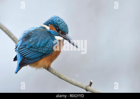/ Kingfisher Alcedo atthis Optimize ( ), homme en hiver, perché sur une branche avec des flocons de neige sur le dos, de la faune, de l'Europe. Banque D'Images