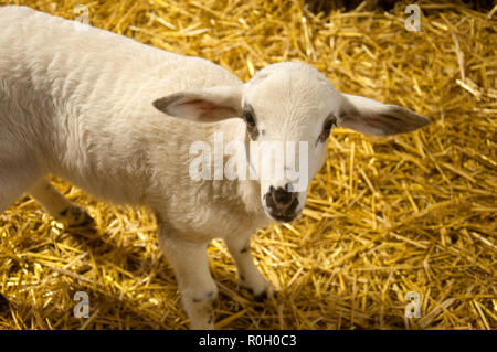 Petit agneau blanc sur l'arrière-plan, hay farm Banque D'Images