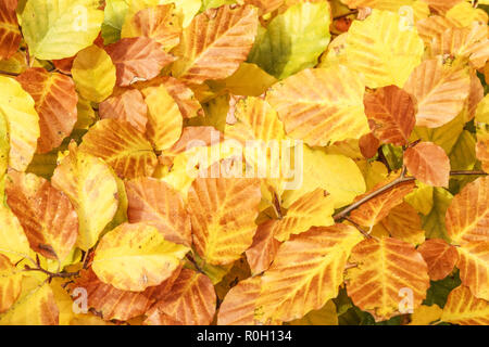 Beech européen, Fagus sylvatica 'Marmostar' feuilles d'automne de Beech Banque D'Images