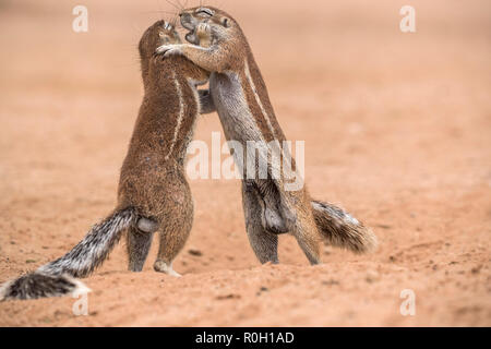 Les écureuils terrestres (Ha83 inauris) mâles combats, Kgalagadi Transfrontier Park, Northern Cape, Afrique du Sud Banque D'Images