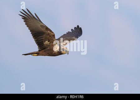 Busard des roseaux (Circus aeruginosus), femelle adulte en vol en Oman Banque D'Images