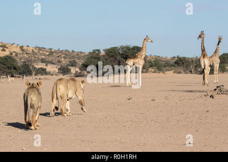 La marche des lions (Panthera leo) regardée par Girafe (Giraffa camelopardalis), Kgalagadi Transfrontier Park, Afrique du Sud, janvier 2018 Banque D'Images