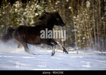 Pouliche arabe noire dans la neige au galop Banque D'Images