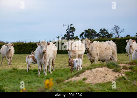 Vaches blanches et leurs petits dans un champ au printemps, Nouvelle-Zélande Banque D'Images