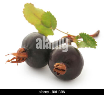 Rosa rugosa ou beach rose fruit noir sur fond blanc Banque D'Images