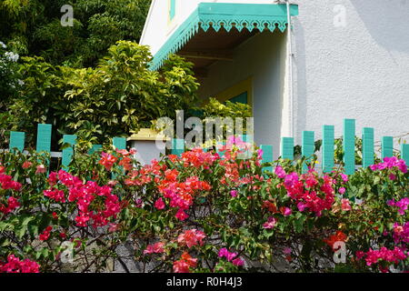 De bougainvillées rose vif aux côtés sauvages la turquoise clôture en bois d'une maison typique à la Réunion, France Banque D'Images