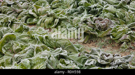 Salade de gel après une nuit froide en hiver Banque D'Images