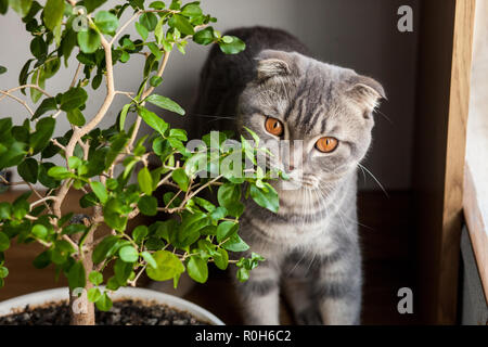 Scottish Fold chat. Scottish Cat Banque D'Images