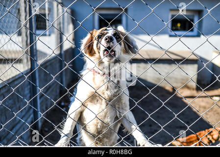 Chien derrière les barres dans le refuge d'animaux. Banque D'Images