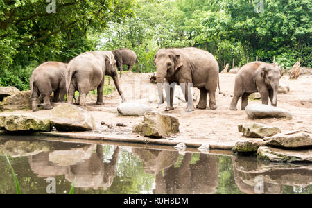 Les éléphants d'Asie (Elephas maximus) avec des subadultes près de l'étang. Les femelles adultes et les veaux se déplacer ensemble comme des groupes Banque D'Images