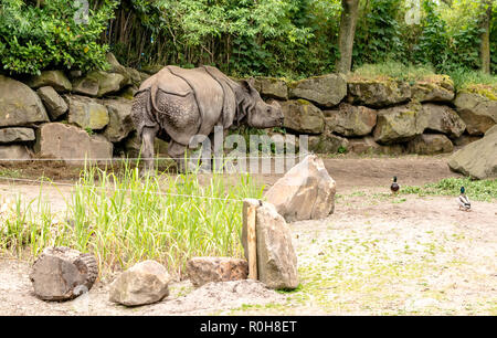 Le rhinocéros indien (Rhinoceros unicornis) tiré de l'arrière montrant son épaisse peau gris-brun et verrue-comme des bosses sur sa partie supérieure des jambes et des épaules. Banque D'Images