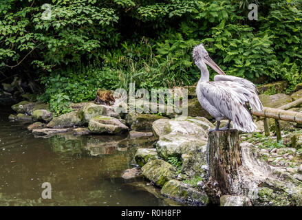 Jeune pélican frisé (Pelecanus crispus) assis sur une souche près de l'étang. Dalmatien diffère des autres espèces de grande taille en ce qu'il a bouclés nape feather Banque D'Images