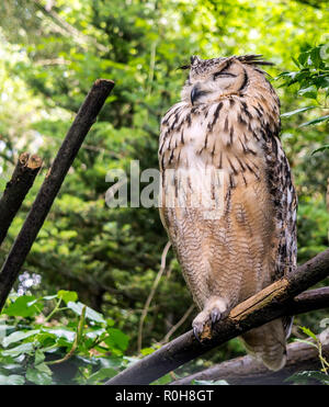 Eagle-indien d'Amérique, également appelé eagle rock-terriers ou bengale eagle-owl (Bubo bengalensis). Il est éclaboussé de brun et de gris, et dispose d'une gorge blanche Banque D'Images