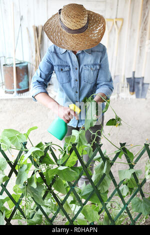 Femme en potager pesticides sprays sur feuilles de plante avec Caterpillar, soin des plantes pour concept de croissance Banque D'Images