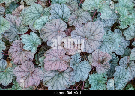 Corail Bells Heuchera 'Silver Scrolls' feuillage décoratif jardin cultivar compact formant des agrégats feuilles argentées veines foncées Banque D'Images