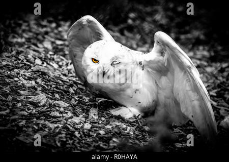 Halfblind snow owl assis sur le sol avec des ailes opend tous noir et blanc à l'exception d'un seul oeil jaune Banque D'Images