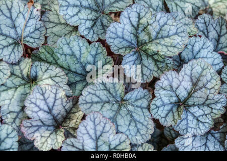 Alumroot Heuchera 'Silver Scrolls' feuillage plante vivace cultivar compact formant des agrégats feuilles argentées jardin feuilles veineuses sombres Banque D'Images