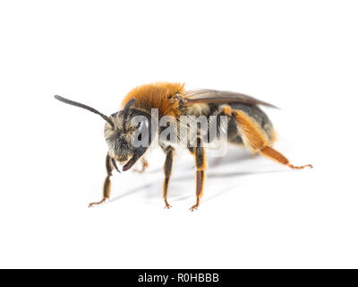 Une femelle Andrena haemorrhoa Mining Bee sur fond blanc Banque D'Images