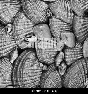 Groupe de coquillages texturé en noir et blanc Banque D'Images