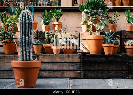 Une collection de cactus exposés dans des pots d'argile. Banque D'Images