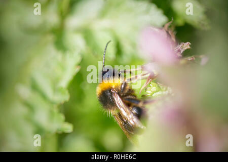 Macro d'un bourdon à pollen et de nectar sur les fleurs d'ortie Banque D'Images
