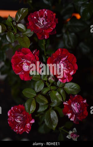 Ensemble de roses rouges et blanches sur un Rosebud illuminée par la lumière d'une éclipse. L'art, les fleurs, la photographie nocturne, le bonheur. Le 3 août 2018. Madrid Banque D'Images