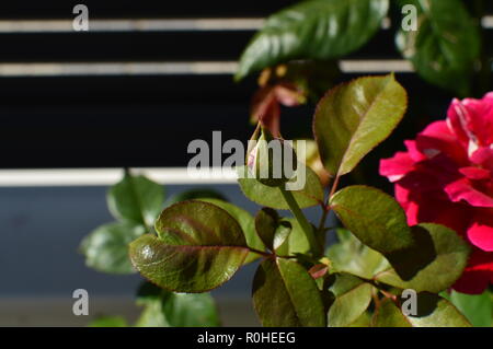 Rosebud rouge et blanc éclairé par le soleil du matin sur le point d'ouvrir. L'art, des fleurs, des plantes. Le 3 août 2018. Madrid, Espagne. Banque D'Images