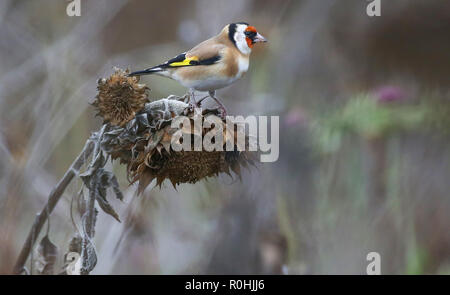 Langenenslingen, Allemagne. 05Th Nov, 2018. Un chardonneret jaune (Carduelis carduelis) est assis sur une séché et mange ses graines de tournesol. Crédit : Thomas Warnack/dpa/Alamy Live News Banque D'Images
