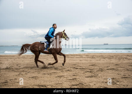 Saïda, Liban. 4ème Nov, 2018. Un jockey gagnant avec son cheval à la Saida festival pour la vitesse, organisées par les efforts conjoints de la municipalité de Sidon et l'Ride-Along Club. Credit : Elizabeth Fitt/Alamy Live News Banque D'Images