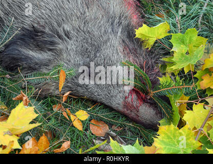 Sieversdorf, Allemagne. 06Th Nov, 2018. Après un jeu de cache-cache et de chasse, un sanglier abattu se trouve sur la route à l'Sieversdorf Manor House. Les animaux sont abattus conformément à l'ancienne coutume de la distance. La chasse aux mois de novembre et décembre sont les mois de la récolte principale du chasseur. La dérive et le bar chasse maintenant lieu dans de nombreux endroits. Le Brandebourg a l'une des plus grandes populations de cerf rouge, le daim et le sanglier dans une comparaison. Crédit : Patrick Pleul/dpa-Zentralbild/ZB/dpa/Alamy Live News Banque D'Images