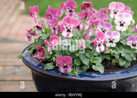 Belle violettes ou pensées colorées en bleu pot de fleurs. Plante sur table en bois dans le jardin vert. Arrière-plan flou avec copyspace Banque D'Images