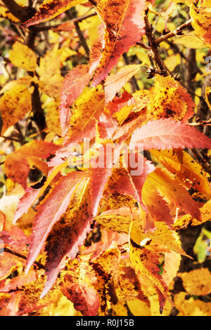 Prunus kurilensis 'Brillant', automne Banque D'Images