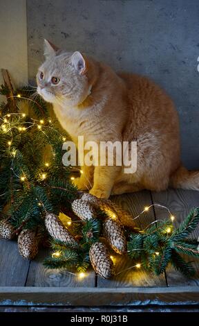 Belle rousse mignon chat britannique est assis sur une table en bois près d'un arbre et attend mignons à l'appareil photo. Banque D'Images
