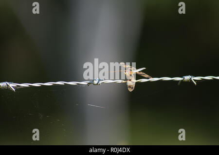 Flutterer graphique libellule perchée sur une clôture en fil barbelé en Sud-Est du Queensland Banque D'Images