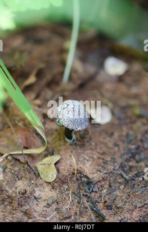 La mort noire fraîche de champignons toxiques sur le sol dans les forêts humides de la Thaïlande. Banque D'Images