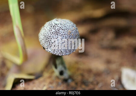 La mort noire fraîche de champignons toxiques sur le sol dans les forêts humides de la Thaïlande. Banque D'Images