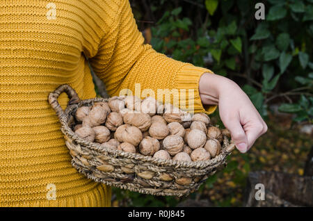 Fille tenant à la main un corf de noix en jaune chandail tricoté - vie de l'automne photo Banque D'Images