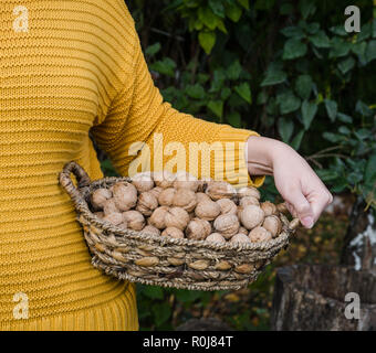 Fille tenant à la main un corf de noix en jaune chandail tricoté - vie de l'automne photo Banque D'Images