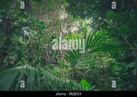 L'intérieur , dans rainforest jungle / paysage de forêt tropicale Banque D'Images