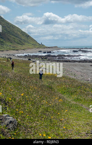 Randonnées la Lost Coast près de phare de Punta Gorda, roi de montagnes, le nord de la Californie Banque D'Images