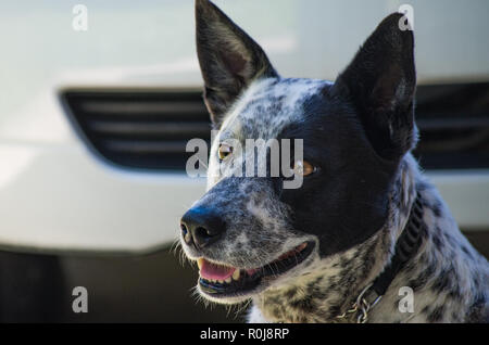 Close up of Australian Cattle Dog à la croix, un peu à l'appareil photo Banque D'Images