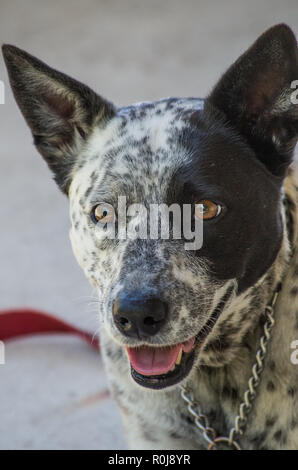 Close up of Australian Cattle Dog à la croix, un peu à l'appareil photo Banque D'Images