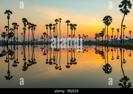 Silhouette de Palmyre ou palmier toddy palmiers et leurs réflexions sur le terrain au cours d'une belle aube avec ciel coloré Banque D'Images