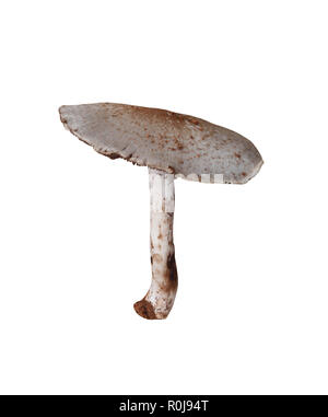 Tropiques des champignons vénéneux isolé sur fond blanc et chemins de détourage ont pour fonction de conception facile à utiliser. Banque D'Images