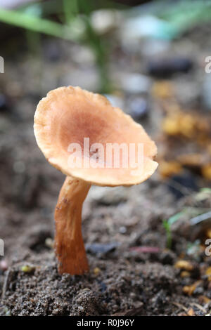 La mort douce de champignons vénéneux marron sur le sol dans les forêts humides de la Thaïlande. Banque D'Images