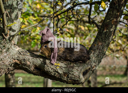 Guinea Pig porte écharpe en tricot et tasse et se repose sur un arbre - l'automne drôle scène du jardin Banque D'Images